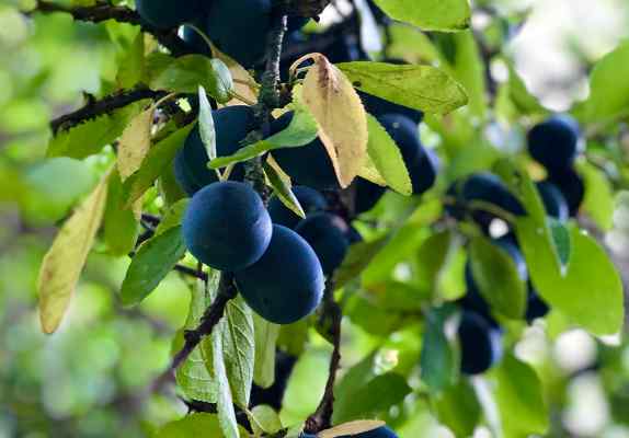 Can You Eat Damsons Off The Tree