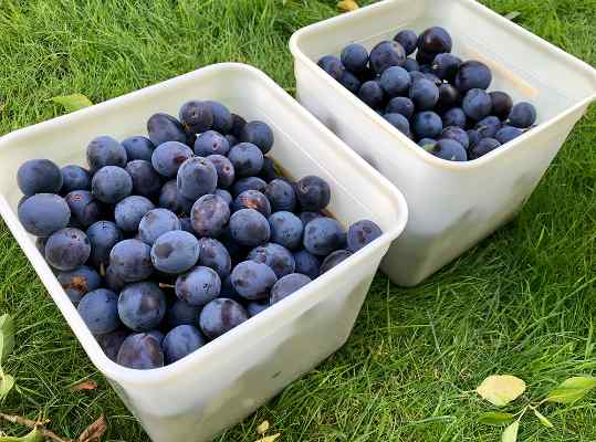 In What Forms Can You Eat Damsons