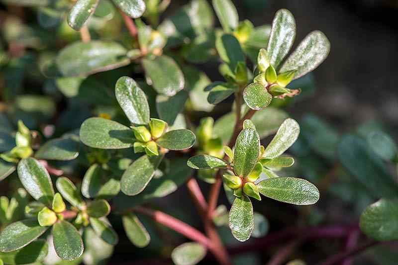 Is Vinegar The Only Way to Kill Purslane