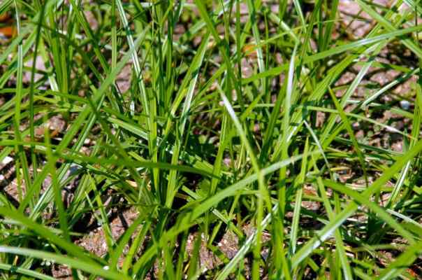 What Are Alternative Methods to Kill Nutgrass