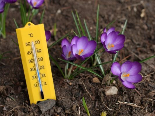 A Perfect Temperature For Flowers