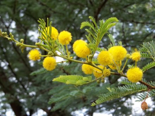 Acacia: (Scientific name- Acacia holosericea)