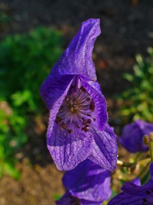 Aconitum Flower And Its Species