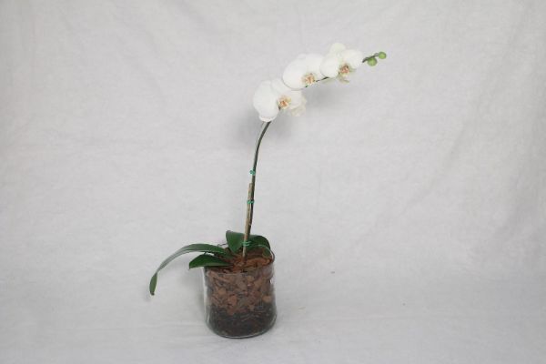 Artificial Orchids In A Pot