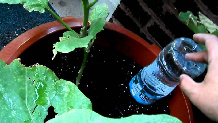 Automated Watering Systems