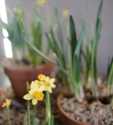 Baby daffodil plant