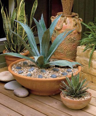 Best Desert Plants For Pots.