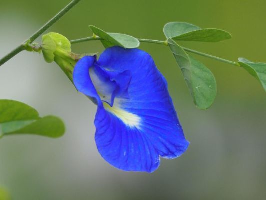 Blue Clitoral Flower