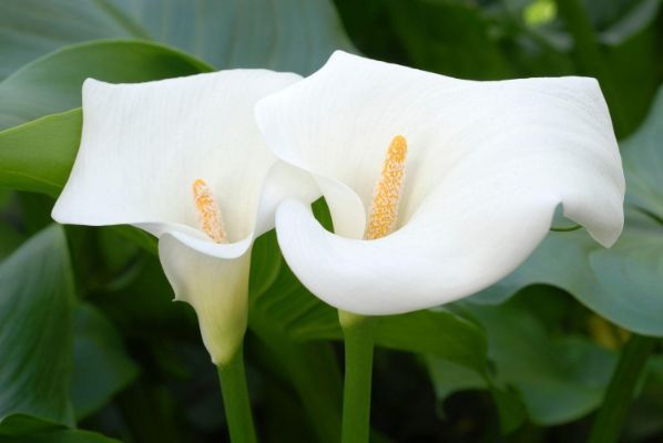Calla Lilies White