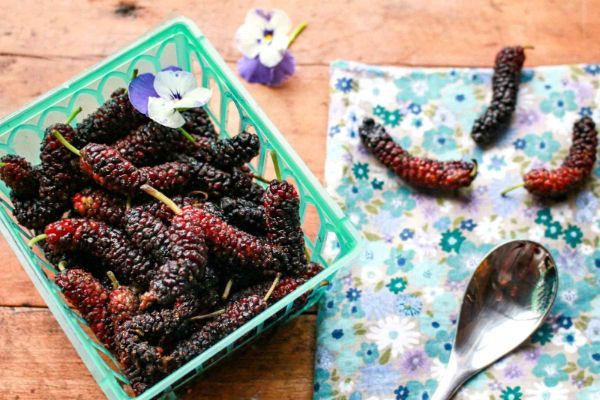 Can You Eat Mulberries