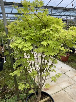 Can You Grow Acers In The Shade