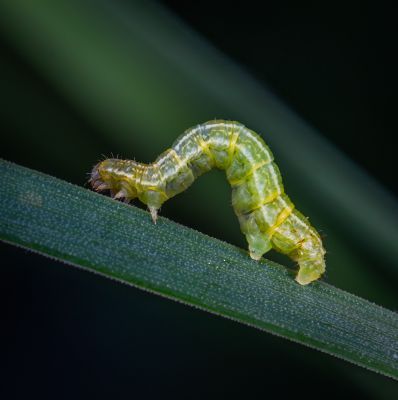Cutworms Caterpillars