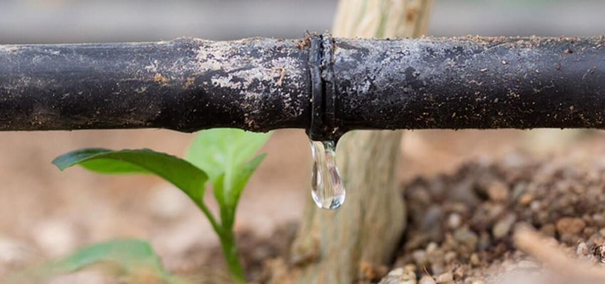 Drip Irrigation Is More Efficient Than Overhead Sprinklers