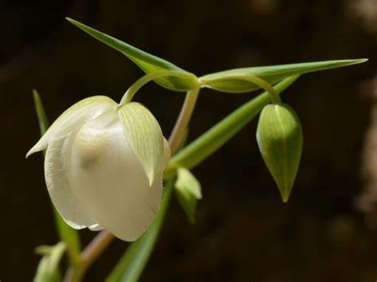 Fairy Lanterns (Calceolaria Uniflora)
