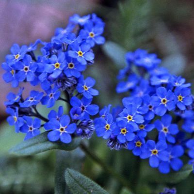 Forget-Me-Not Blue Flower