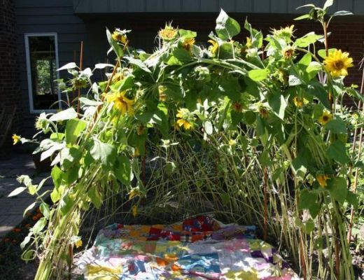 Get Creative and Make Something Out Of Sunflower Stalks