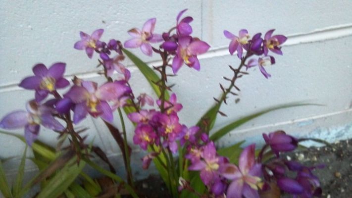 Ground Orchids