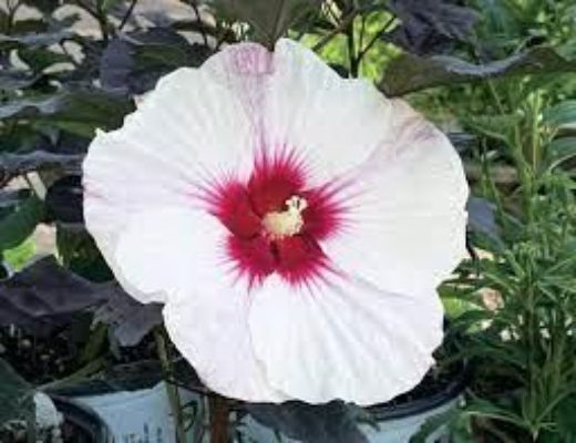 Hardy Perennial Hibiscus