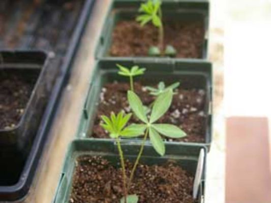 How To Grow Lupins From Seed 