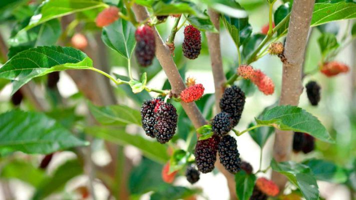  How to Identify Edible Mulberries