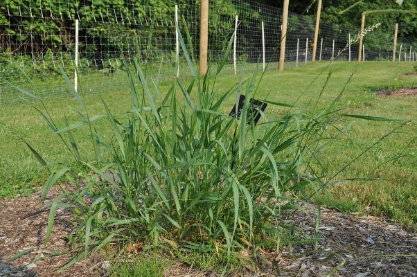 How to Kill Quackgrass With Vinegar