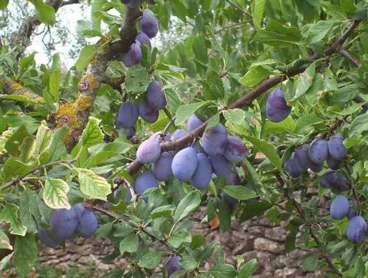 How to Know Damson Fruits Are Ready to Be Picked