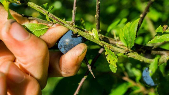 How to Know Sloe Berries Are Ready to Be Picked