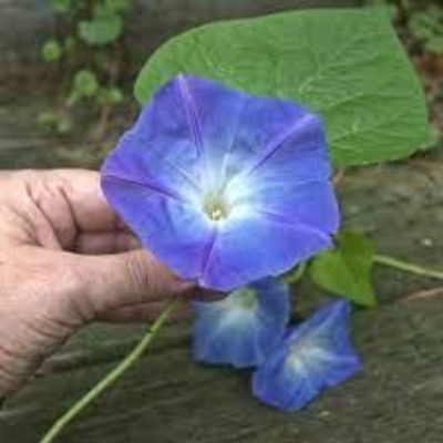 Ipomoea tricolor 'Heavenly Blue