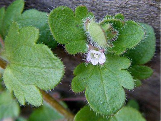 Ivy-Leaved Speedwell