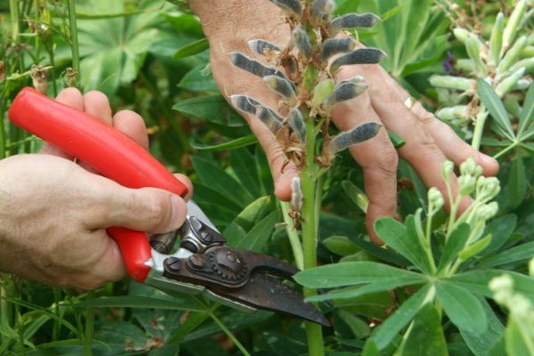 Lupin Cultivation From Cuttings 