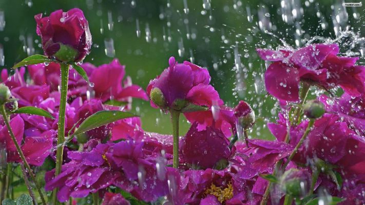 no rain no flowers meaning