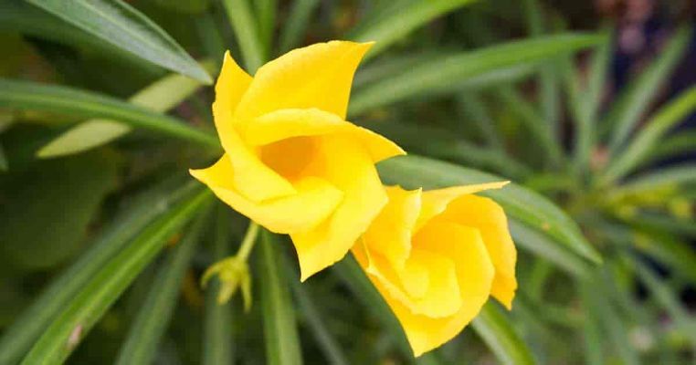 Oleander Yellow