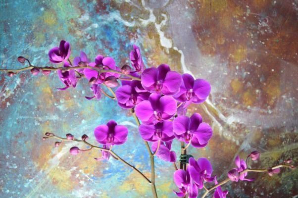 Orchid Painting