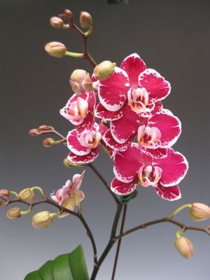 Pearl Orchid