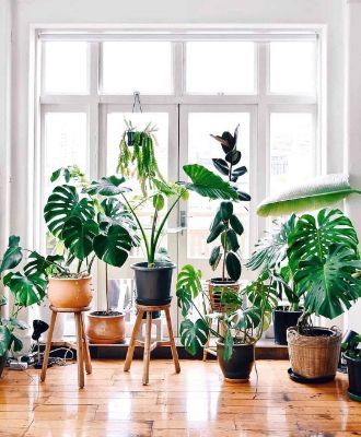 Plants Suitable For Dark Rooms