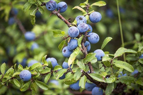  Sloes And Damsons