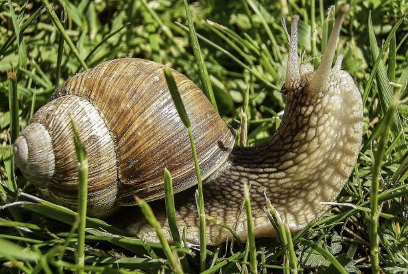 Slugs/Snails