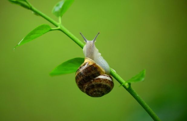 Snails/Slugs
