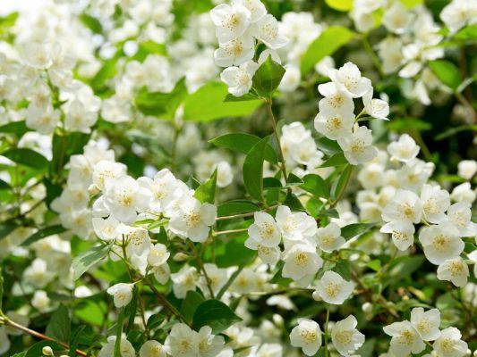 Summer-Flowering Jasmine