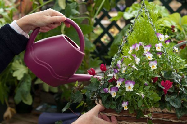 The Best Timings To Water Your Hanging Basket