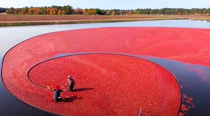 Wet Harvesting Cranberries