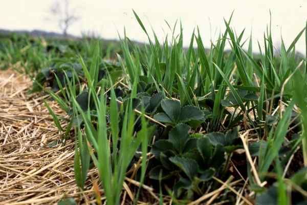What Are Other Effective Ways To Kill Quackgrass