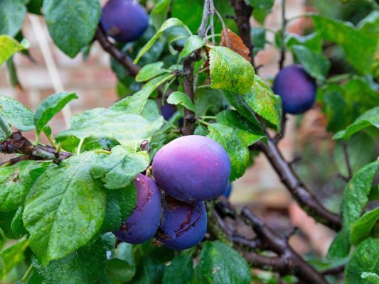 What Is The Difference Between Plums And Damsons