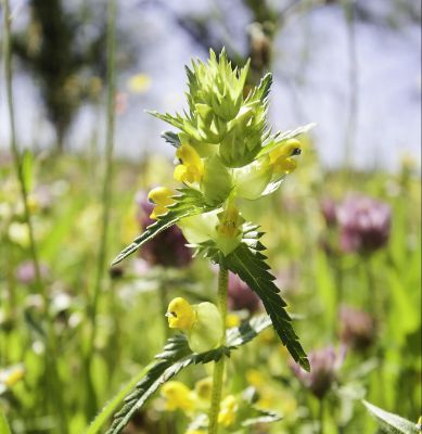 What Is The Environment For Yellow Rattle?