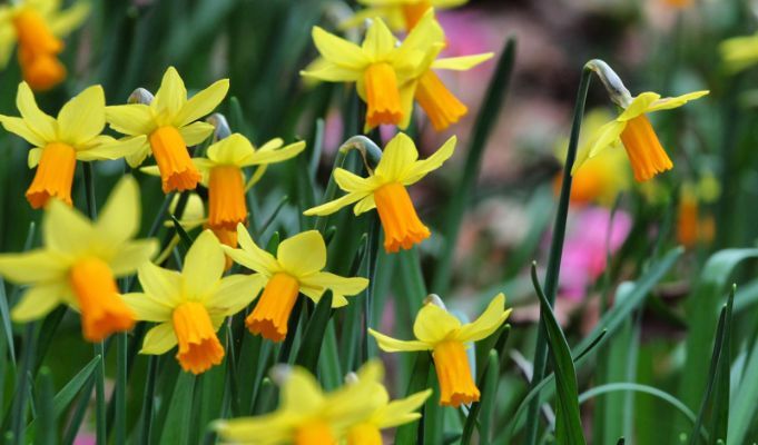 What Do You need To Know About Daffodils