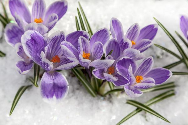 how cold is too cold for flowers