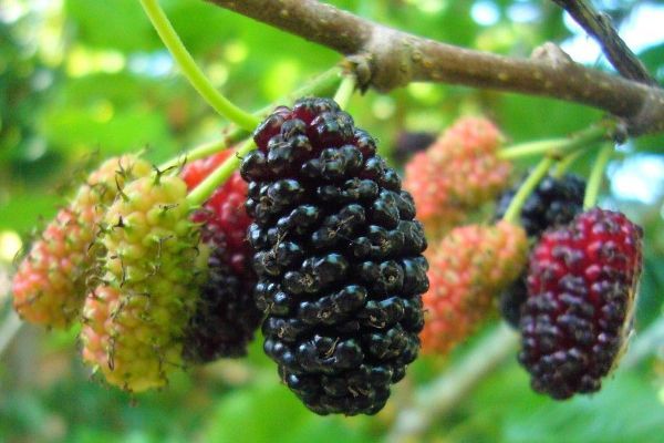 white, red, and black mulberry