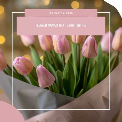 Flower Names That Start With B - Pour Essence In Your Decor