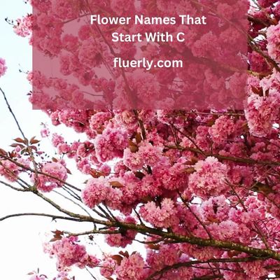 Flower Names That Start With C - Pour Essence In Your Home