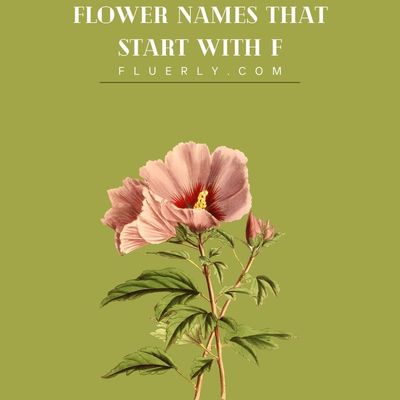 Flower Names That Start With F - Fluerly Make You Feel Real